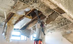 Best Mold Remediation for Healthcare Facilities in De Leon, TX